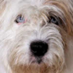 Meet your Posher, Cherie